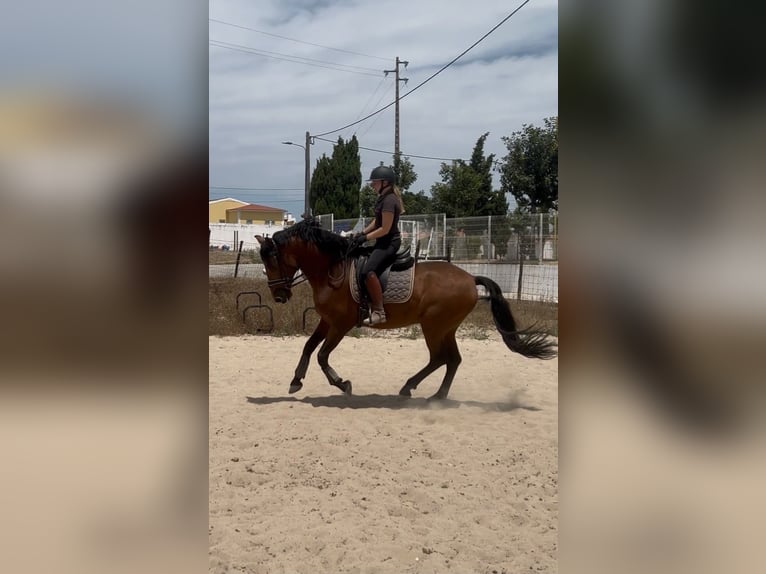 Lusitanos Mix Wallach 8 Jahre 159 cm Brauner in Caldas da Rainha
