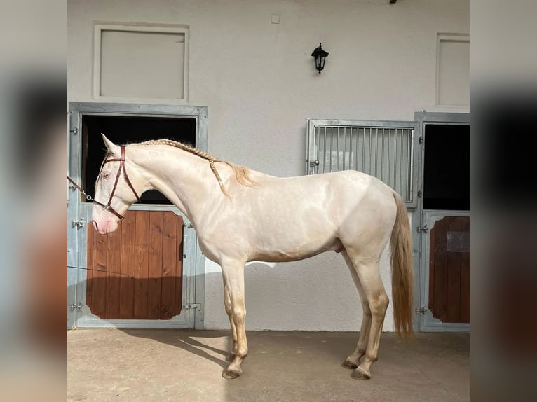 Lusitanos Wallach 8 Jahre 159 cm Perlino in Groß-Umstadt