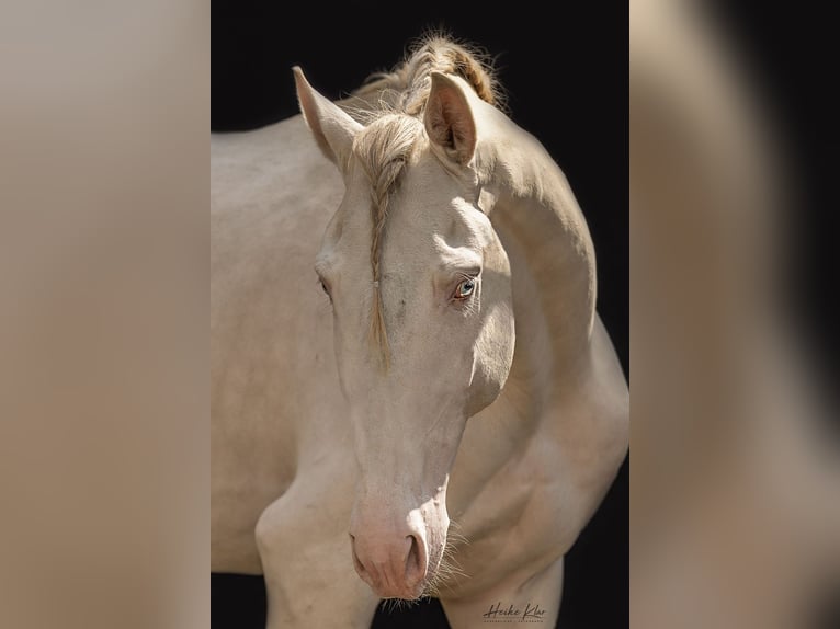 Lusitanos Wallach 8 Jahre 159 cm Perlino in Groß-Umstadt