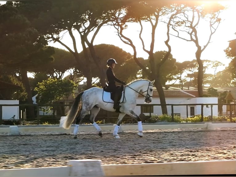 Lusitanos Wallach 8 Jahre 159 cm Schimmel in Cascais
