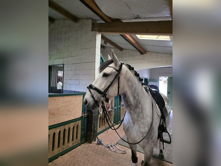 Lusitanos Wallach 8 Jahre 159 cm Schimmel in Val d'Oise