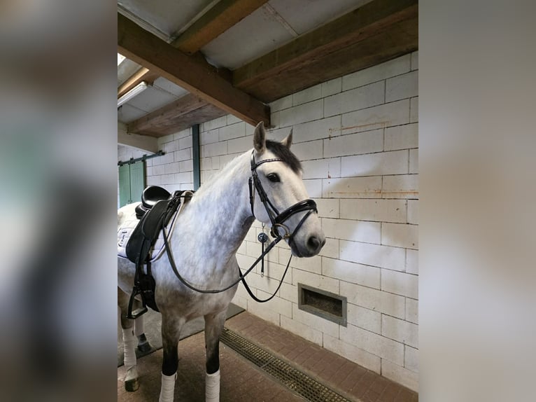 Lusitanos Wallach 8 Jahre 159 cm Schimmel in Val d'Oise