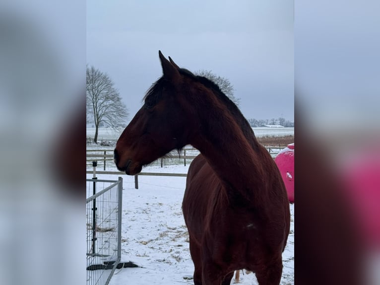 Lusitanos Wallach 8 Jahre 160 cm Dunkelbrauner in Ganderkesee