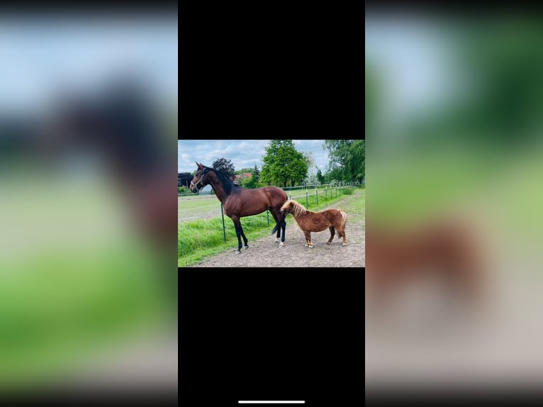 Lusitanos Wallach 8 Jahre 160 cm Dunkelbrauner in Ganderkesee