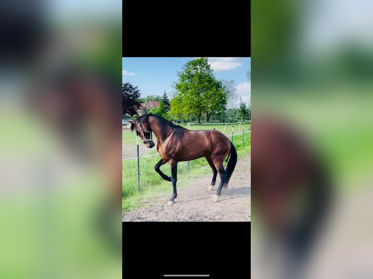 Lusitanos Wallach 8 Jahre 160 cm Dunkelbrauner in Ganderkesee