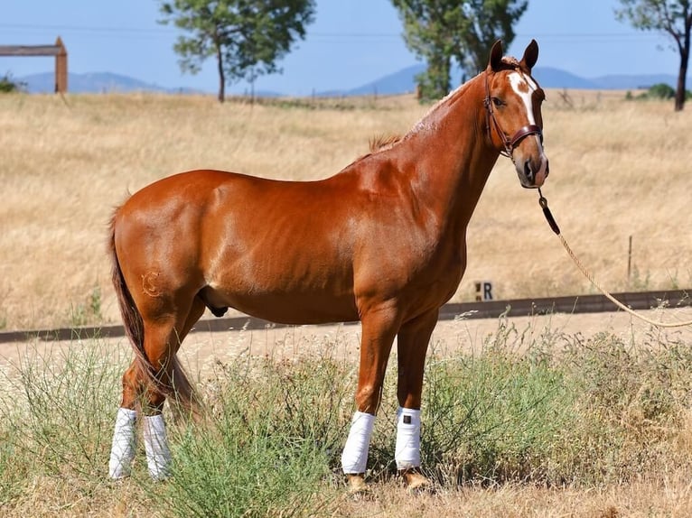 Lusitanos Wallach 8 Jahre 160 cm Fuchs in Navas Del Madroño