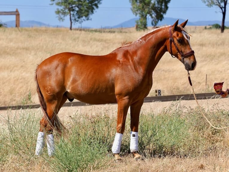 Lusitanos Wallach 8 Jahre 160 cm Fuchs in Navas Del Madroño