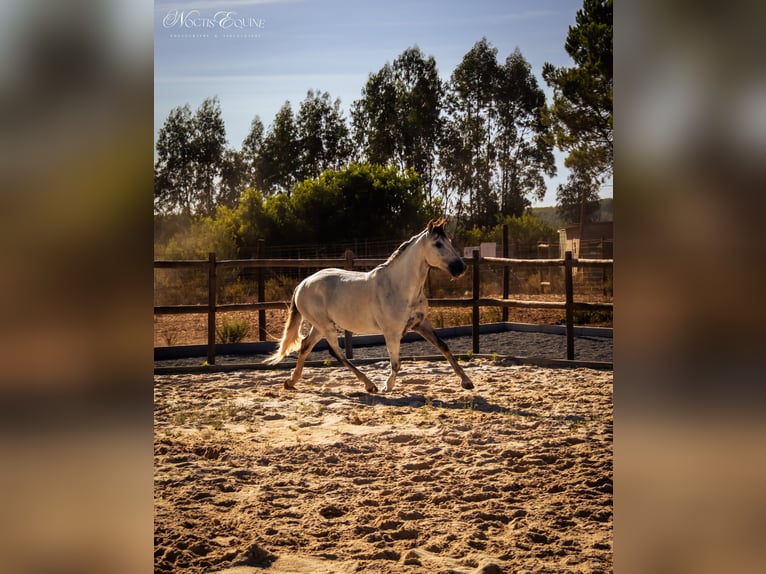 Lusitanos Wallach 8 Jahre 160 cm Rotschimmel in Sao Teotonio