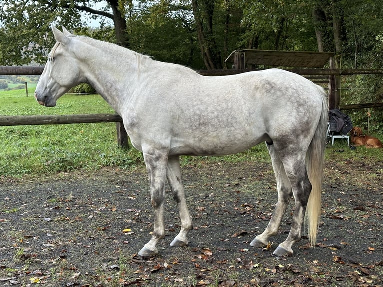 Lusitanos Wallach 8 Jahre 160 cm Schimmel in Nenzlingen