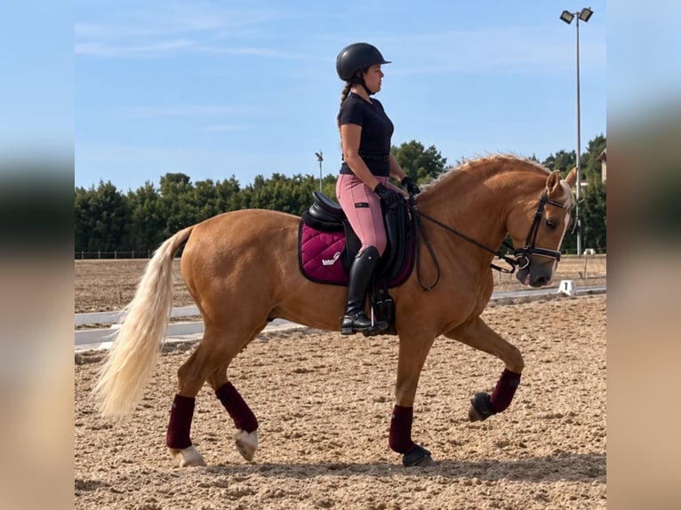 Lusitanos Wallach 8 Jahre 161 cm Palomino in Betera