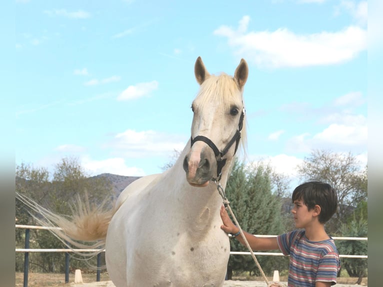 Lusitanos Wallach 8 Jahre 162 cm in Alcala La Real
