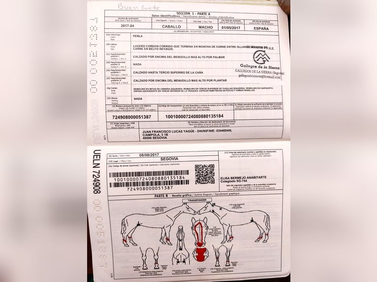 Lusitanos Wallach 8 Jahre 162 cm in Alcala La Real