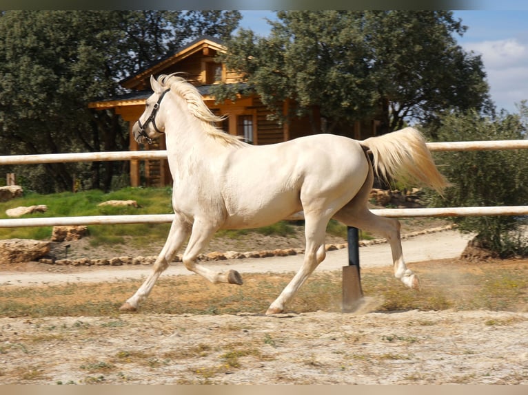 Lusitanos Wallach 8 Jahre 162 cm in Alcala La Real