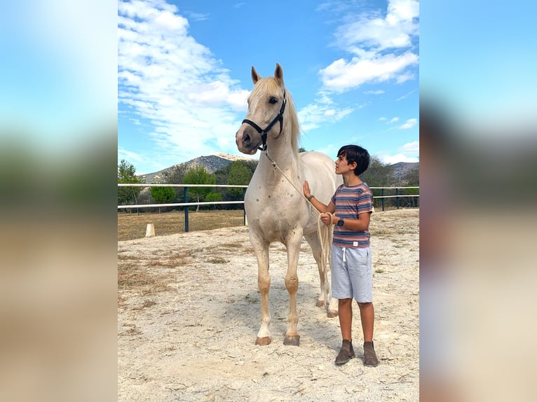 Lusitanos Wallach 8 Jahre 162 cm in Alcala La Real