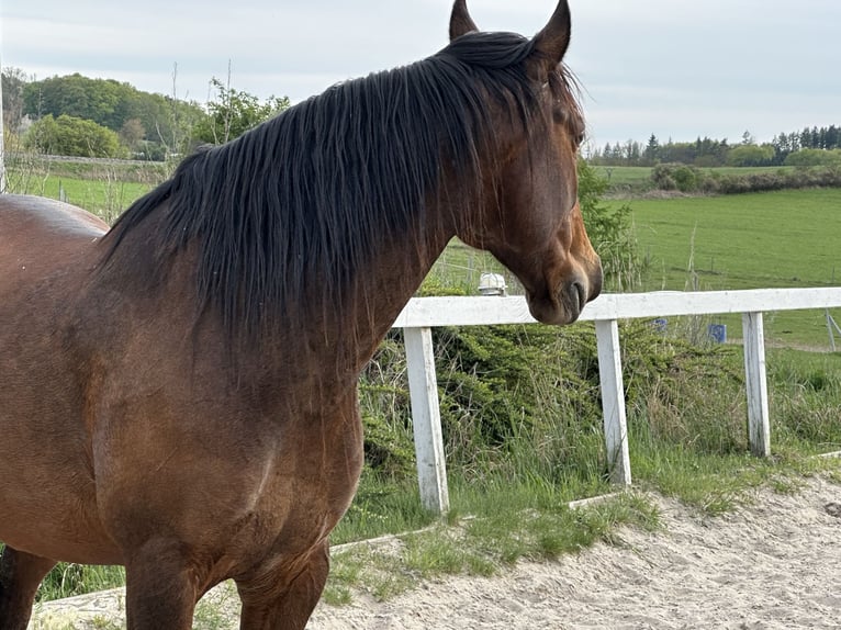 Lusitanos Wallach 8 Jahre 162 cm Rotbrauner in Ricany