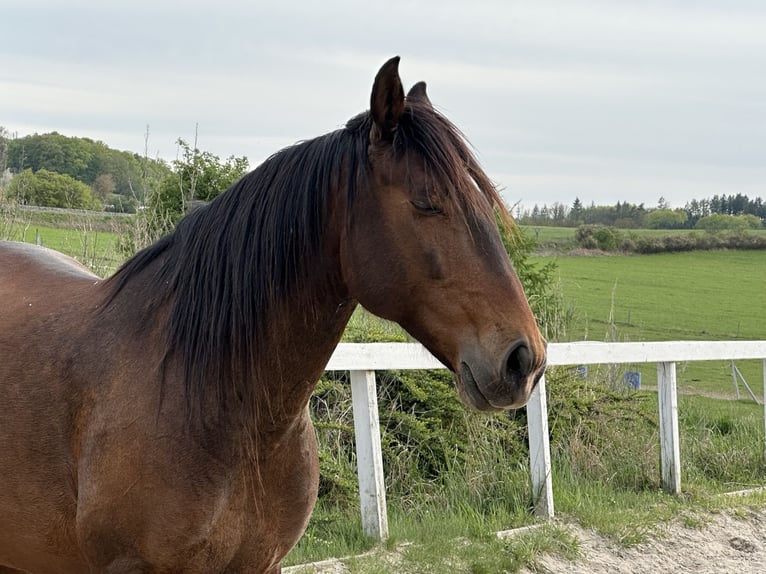 Lusitanos Wallach 8 Jahre 162 cm Rotbrauner in Ricany