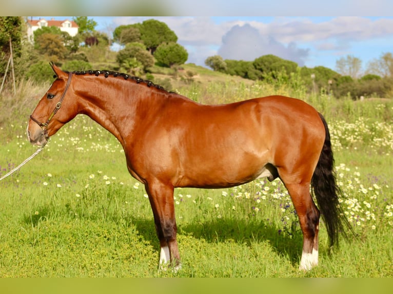 Lusitanos Wallach 8 Jahre 163 cm Hellbrauner in Asten