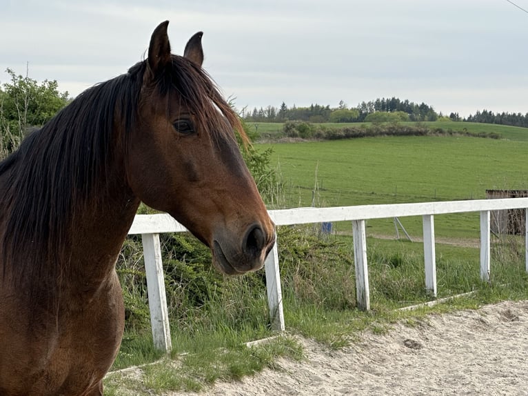 Lusitanos Wallach 8 Jahre 163 cm Rotbrauner in Ricany