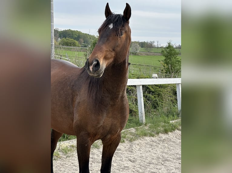 Lusitanos Wallach 8 Jahre 163 cm Rotbrauner in Ricany