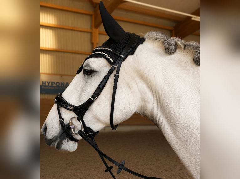 Lusitanos Wallach 8 Jahre 163 cm Schimmel in Buchrain