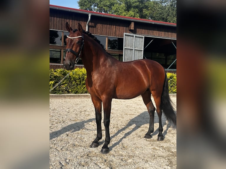 Lusitanos Wallach 8 Jahre 164 cm Brauner in Ludwigsfelde
