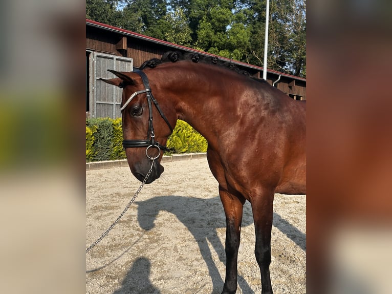 Lusitanos Wallach 8 Jahre 164 cm Brauner in Ludwigsfelde
