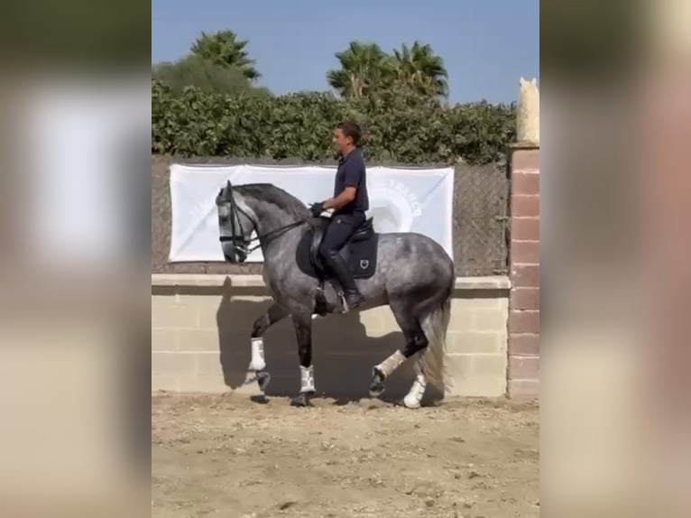 Lusitanos Wallach 8 Jahre 164 cm Schimmel in Coín, Málaga