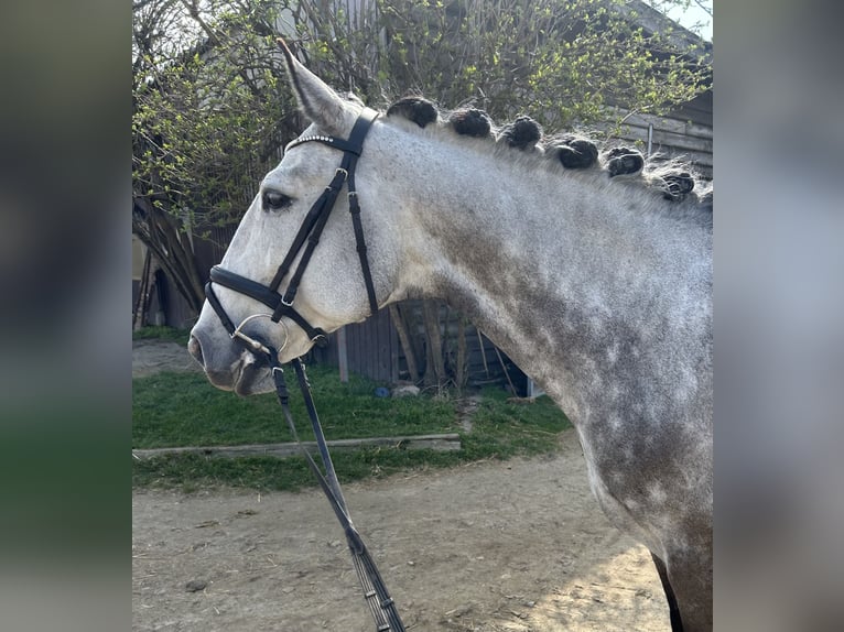 Lusitanos Wallach 8 Jahre 165 cm Apfelschimmel in Süssenbrunn