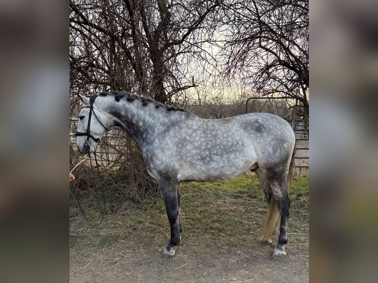 Lusitanos Wallach 8 Jahre 165 cm Apfelschimmel in Süssenbrunn