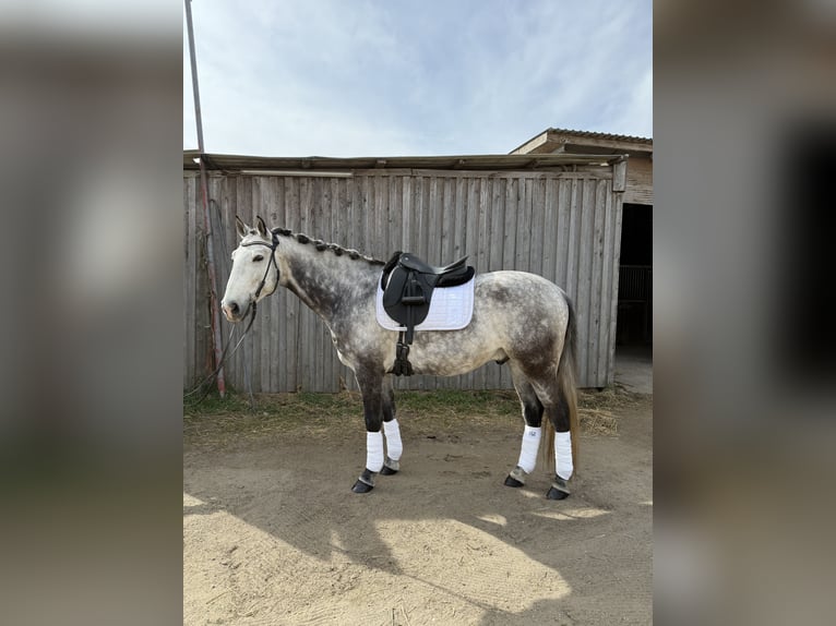 Lusitanos Wallach 8 Jahre 165 cm Apfelschimmel in Süssenbrunn