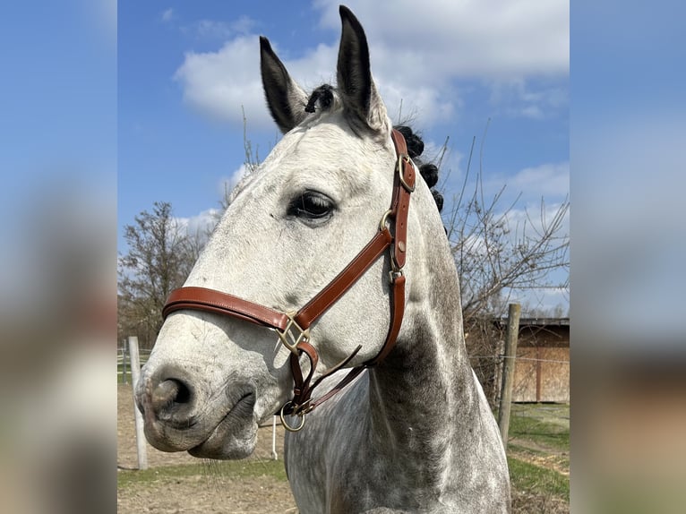 Lusitanos Wallach 8 Jahre 165 cm Apfelschimmel in Süssenbrunn