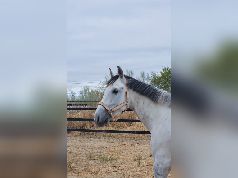Lusitanos Mix Wallach 8 Jahre 165 cm Apfelschimmel in Griñon