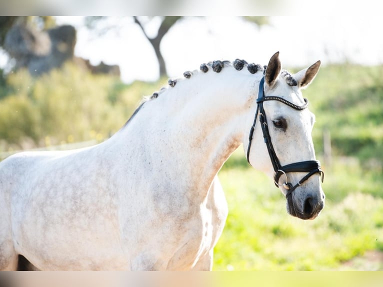 Lusitanos Wallach 8 Jahre 165 cm Rotschimmel in Montecorto