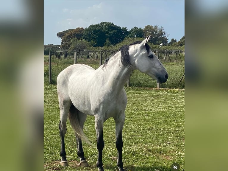 Lusitanos Wallach 8 Jahre 165 cm Schimmel in Latina