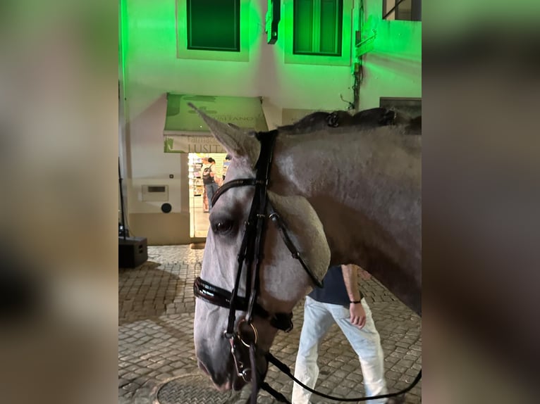 Lusitanos Wallach 8 Jahre 165 cm Schimmel in Silleda (Casco Urbano)