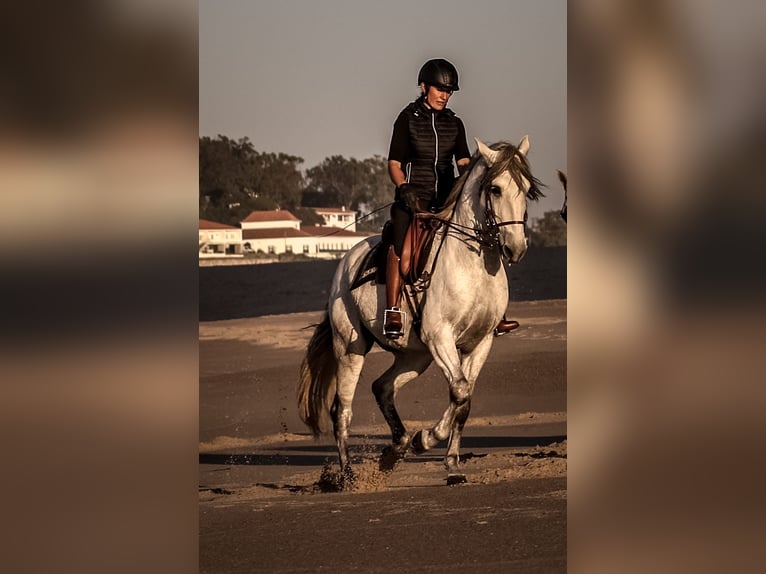 Lusitanos Wallach 8 Jahre 166 cm Schimmel in Rio Major