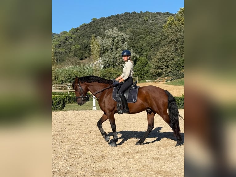 Lusitanos Mix Wallach 8 Jahre 167 cm Brauner in Barcelona