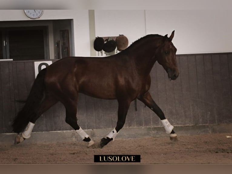 Lusitanos Wallach 8 Jahre 168 cm Brauner in Pfullingen