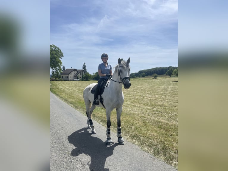 Lusitanos Wallach 8 Jahre 170 cm Schimmel in Seon