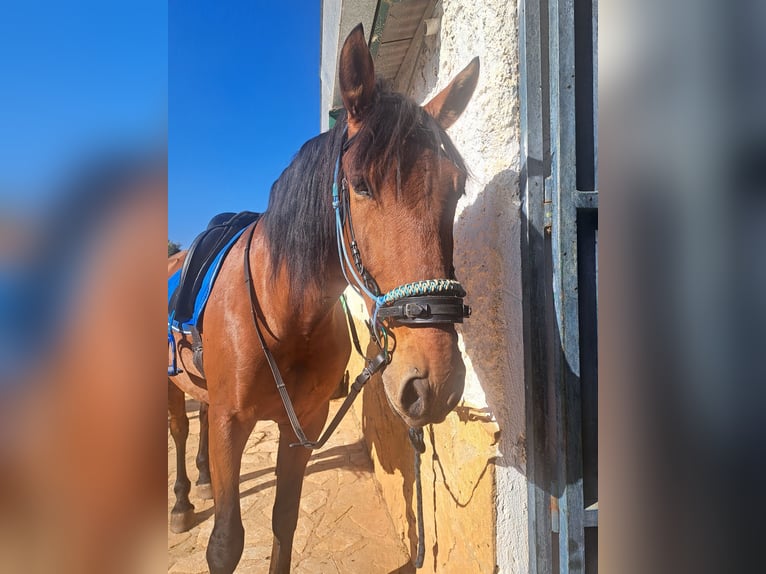 Lusitanos Wallach 8 Jahre 171 cm Hellbrauner in Granada