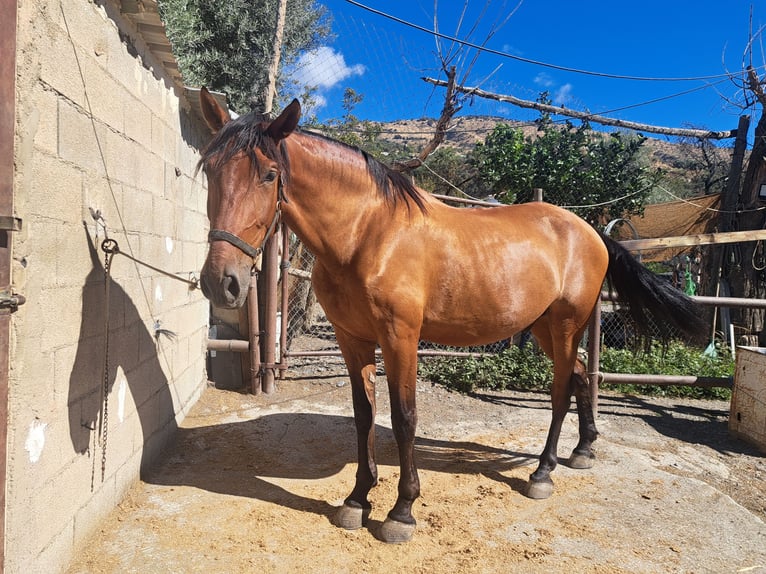 Lusitanos Wallach 8 Jahre 171 cm Hellbrauner in Granada