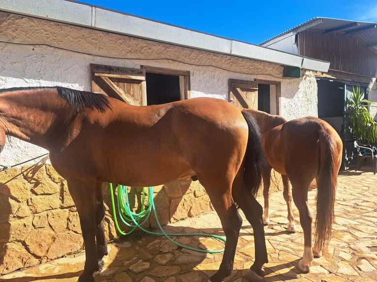 Lusitanos Wallach 8 Jahre 171 cm Hellbrauner in Granada