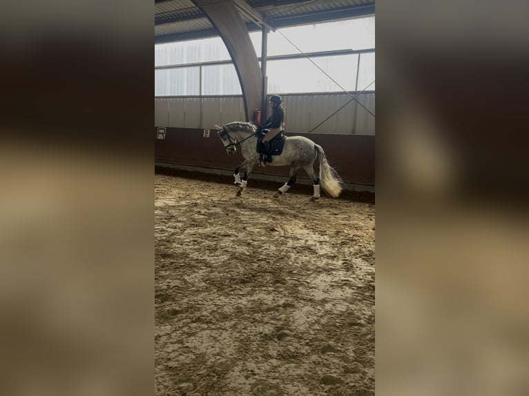 Lusitanos Wallach 8 Jahre in Pulheim