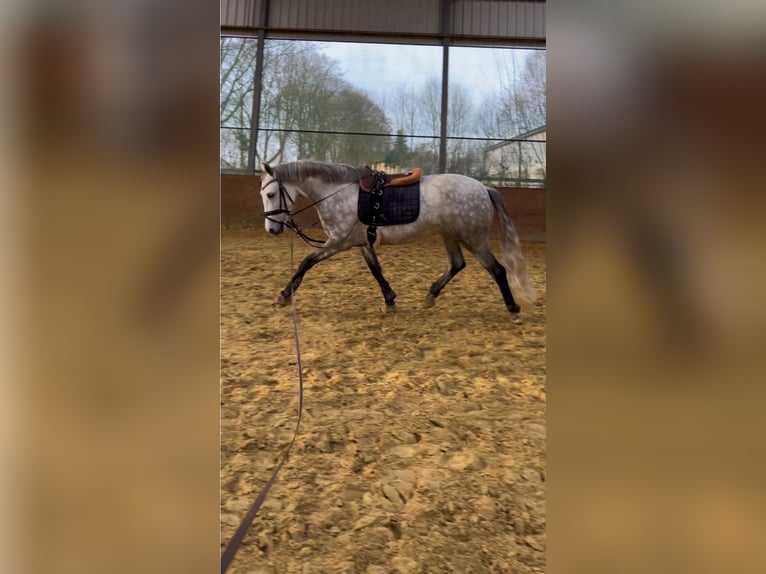 Lusitanos Wallach 8 Jahre in Pulheim