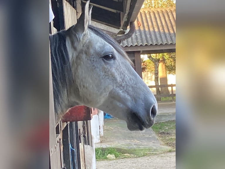 Lusitanos Mix Wallach 9 Jahre 145 cm Blauschimmel in Alfeizerao