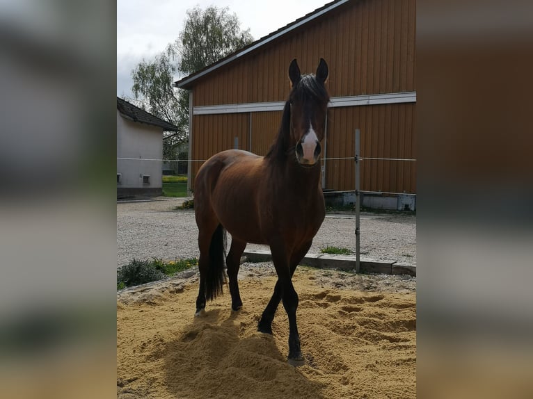 Lusitanos Wallach 9 Jahre 150 cm Brauner in Kastl