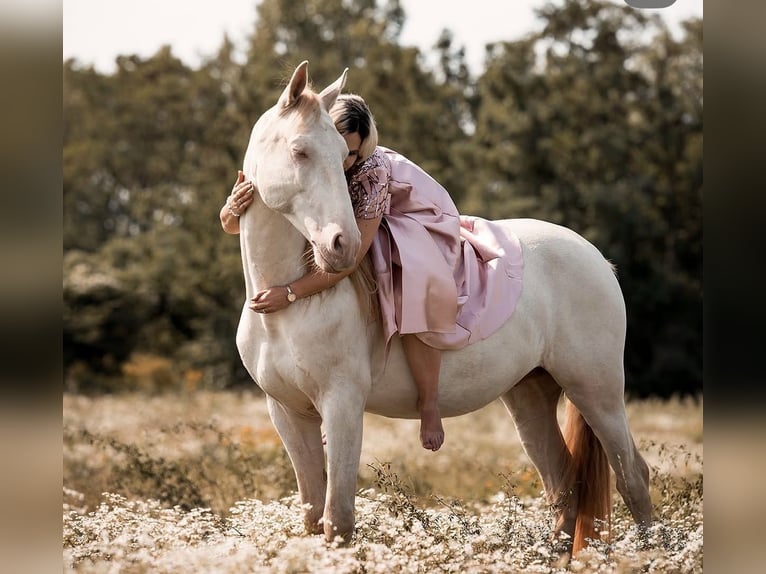Lusitanos Wallach 9 Jahre 152 cm Cremello in Bad Pirawarth