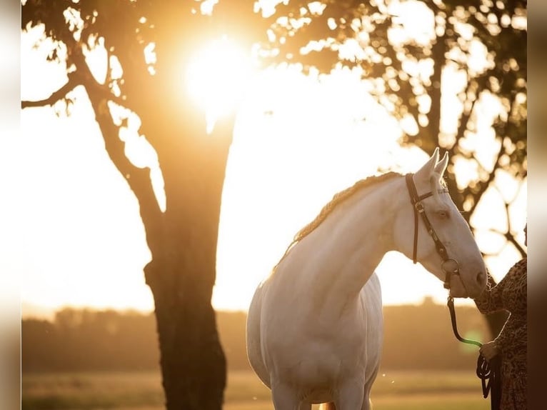 Lusitanos Wallach 9 Jahre 152 cm Cremello in Bad Pirawarth