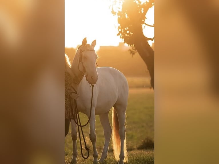 Lusitanos Wallach 9 Jahre 152 cm Cremello in Bad Pirawarth