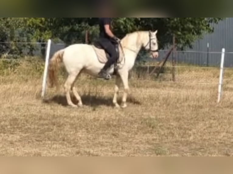 Lusitanos Wallach 9 Jahre 152 cm Cremello in Bad Pirawarth